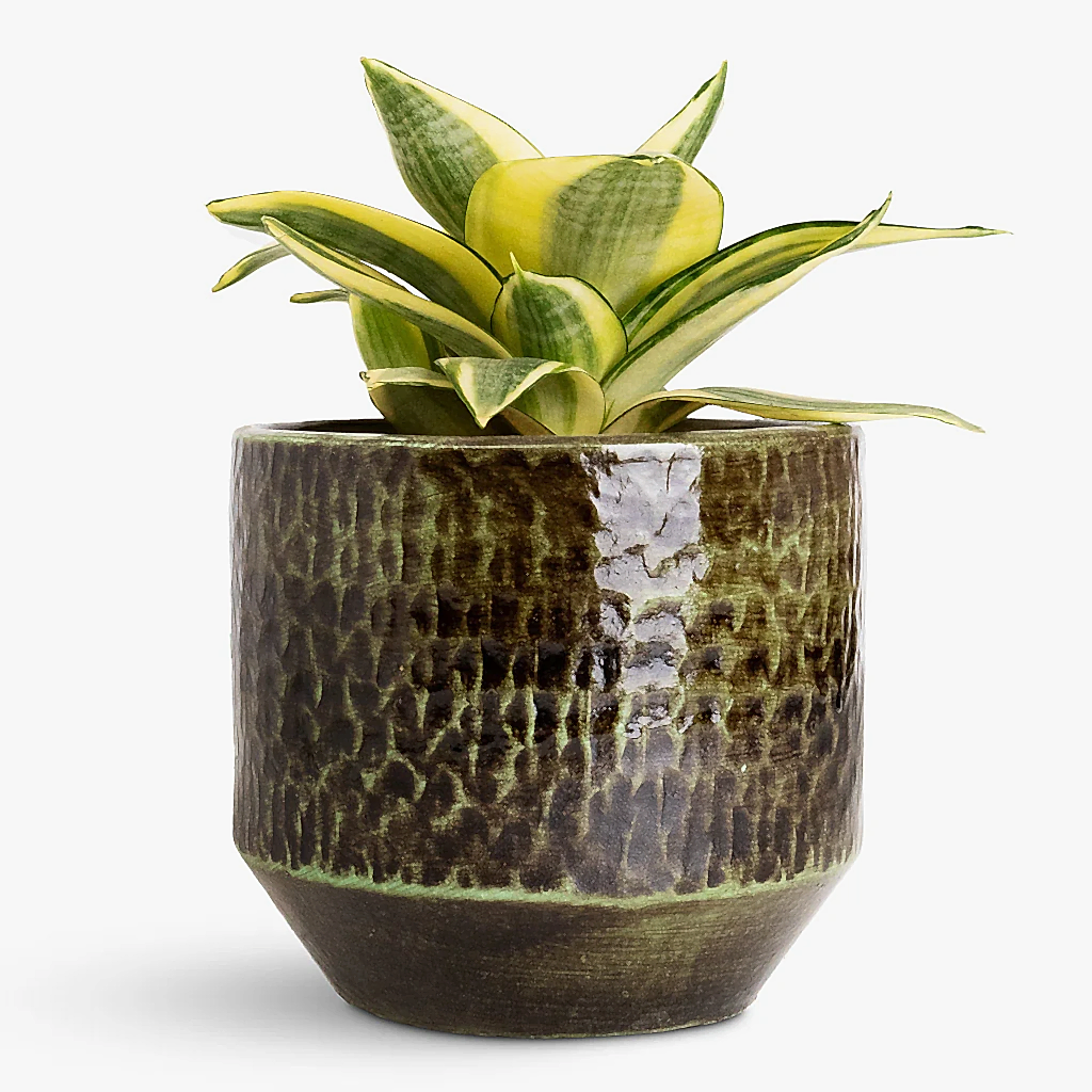 Sansevieria trifasciata Golden Hahnii - 12x20cm In Sanna Pot Moss Green - 15x13cm