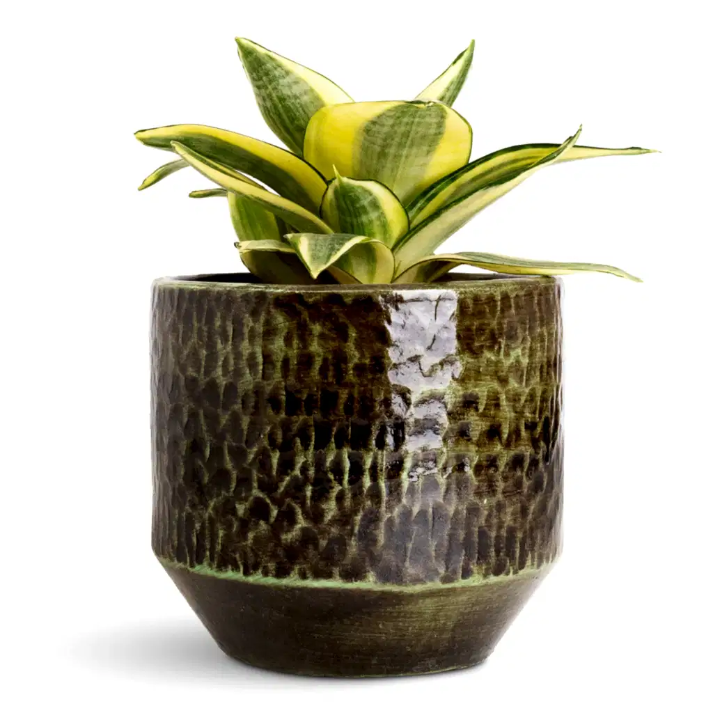 Sansevieria trifasciata Golden Hahnii - 12x20cm In Sanna Pot Moss Green - 15x13cm
