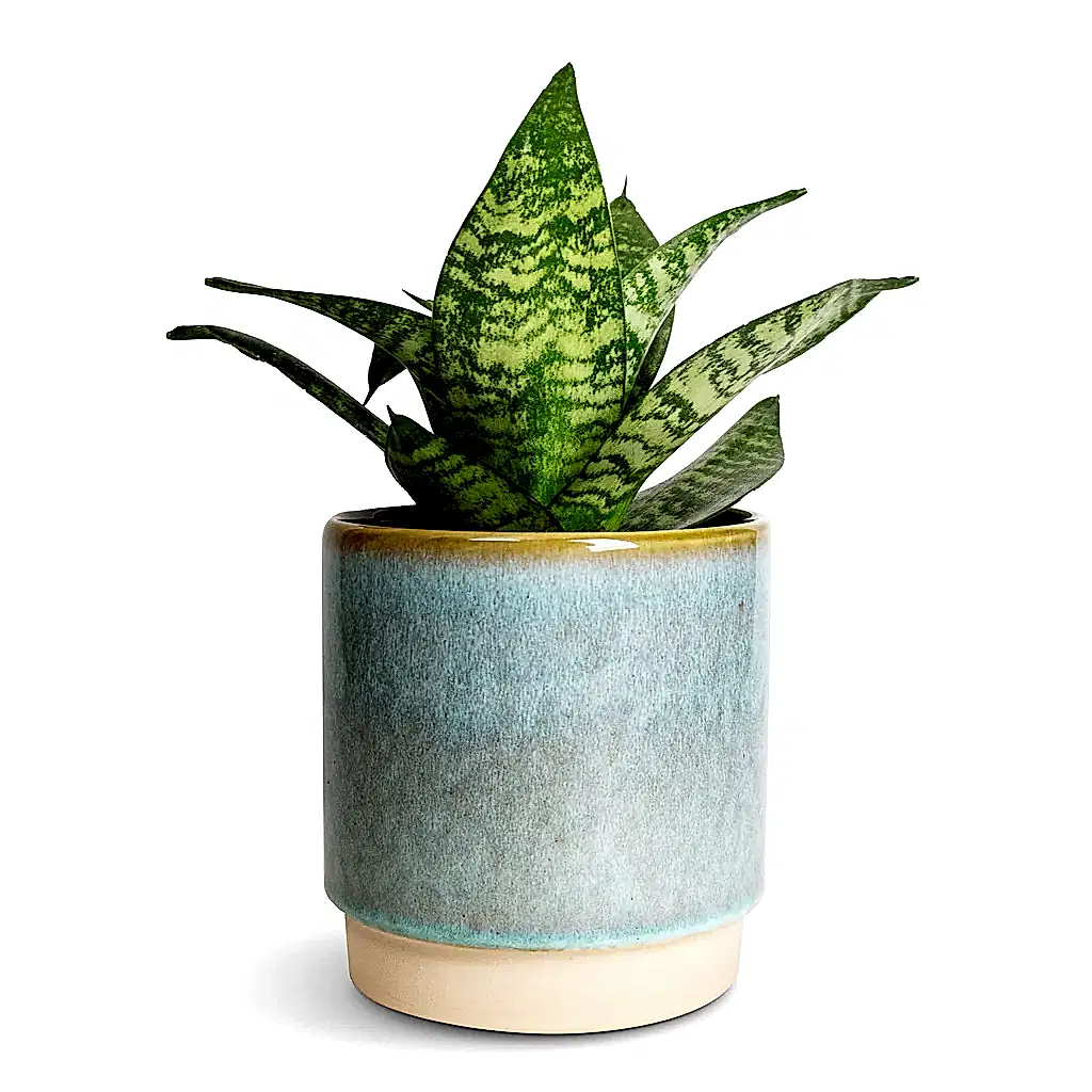 Sansevieria trifasciata Hahnii - Birds Nest Snake Plant & Copenhagen Plant Pot - Aqua