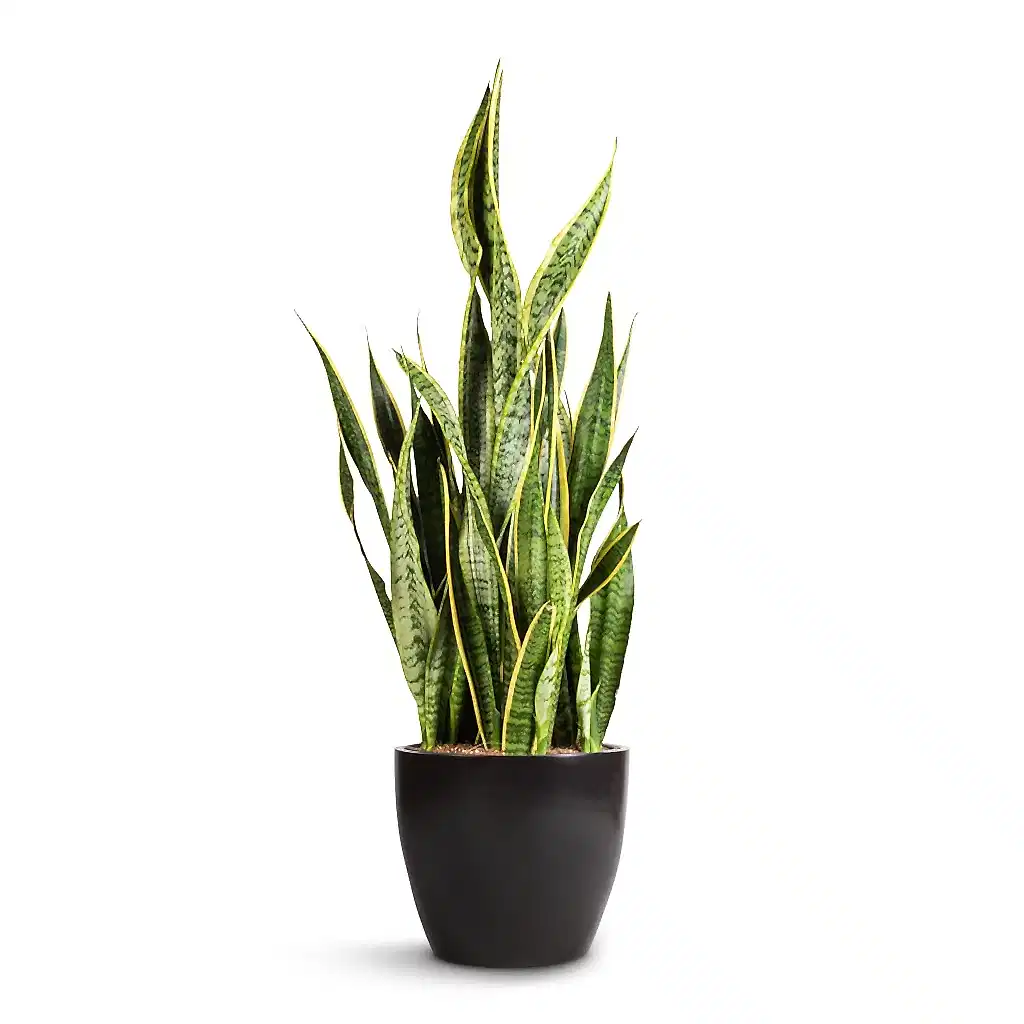Sansevieria trifasciata Laurentii - Variegated Snake Plant & Sven Plant Pot - Black