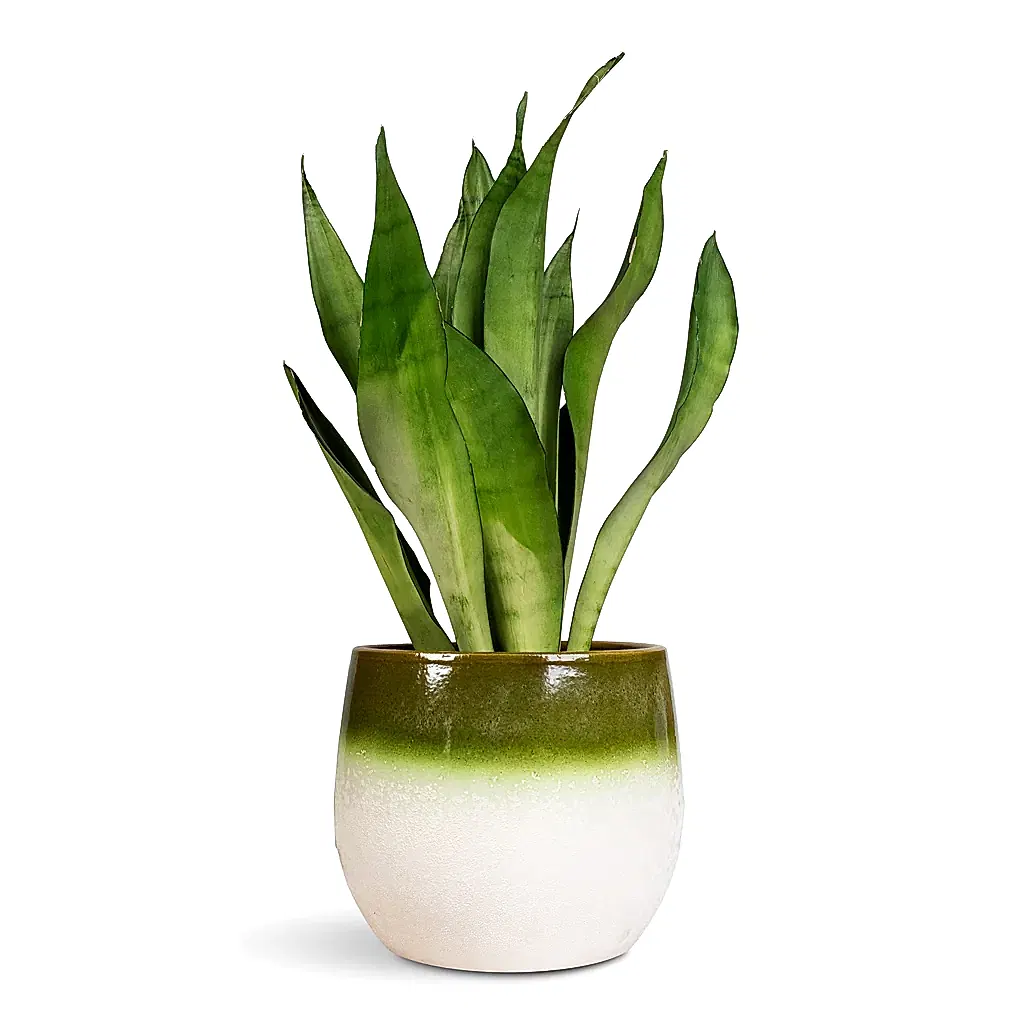 Sansevieria trifasciata Moonshine - 14x45cm In Fem Plant Pot Pear Green -  22x19cm