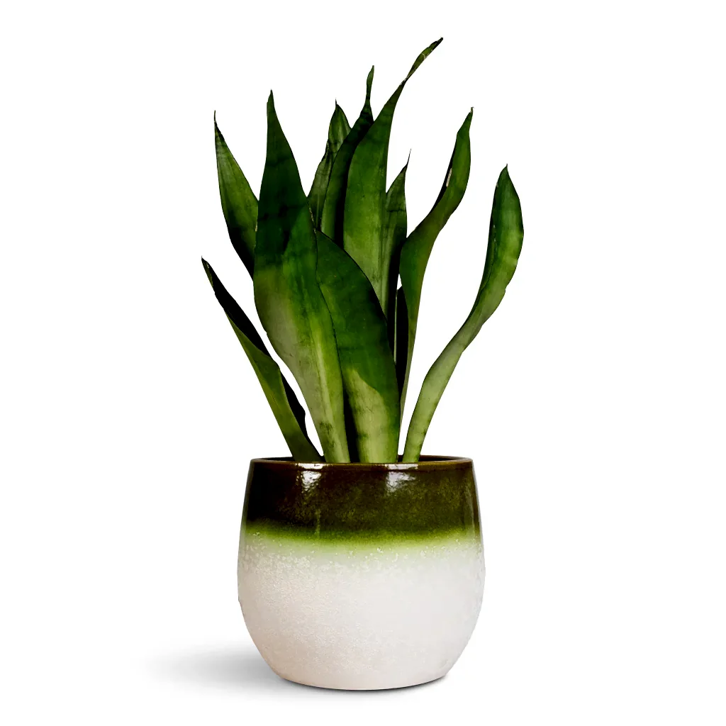 Sansevieria trifasciata Moonshine - 14x45cm In Fem Plant Pot Pear Green -  22x19cm