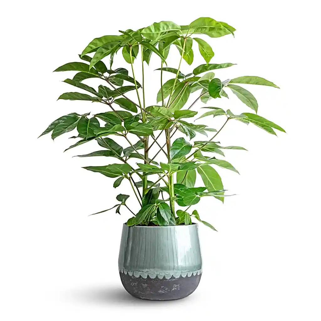 Schefflera actinophylla - Australian Umbrella Tree & Ninthe Metal Plant Pot - Metallic Petrol