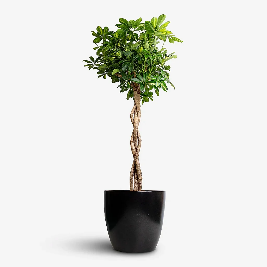 Schefflera arboricola Gold Capella - Dwarf Umbrella Tree - Twisted Stem &amp; Sven Plant Pot - Black