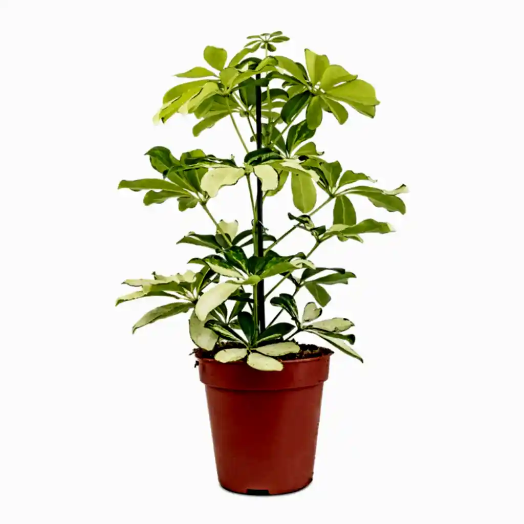 Schefflera arboricola Melanie - Dwarf Umbrella Tree