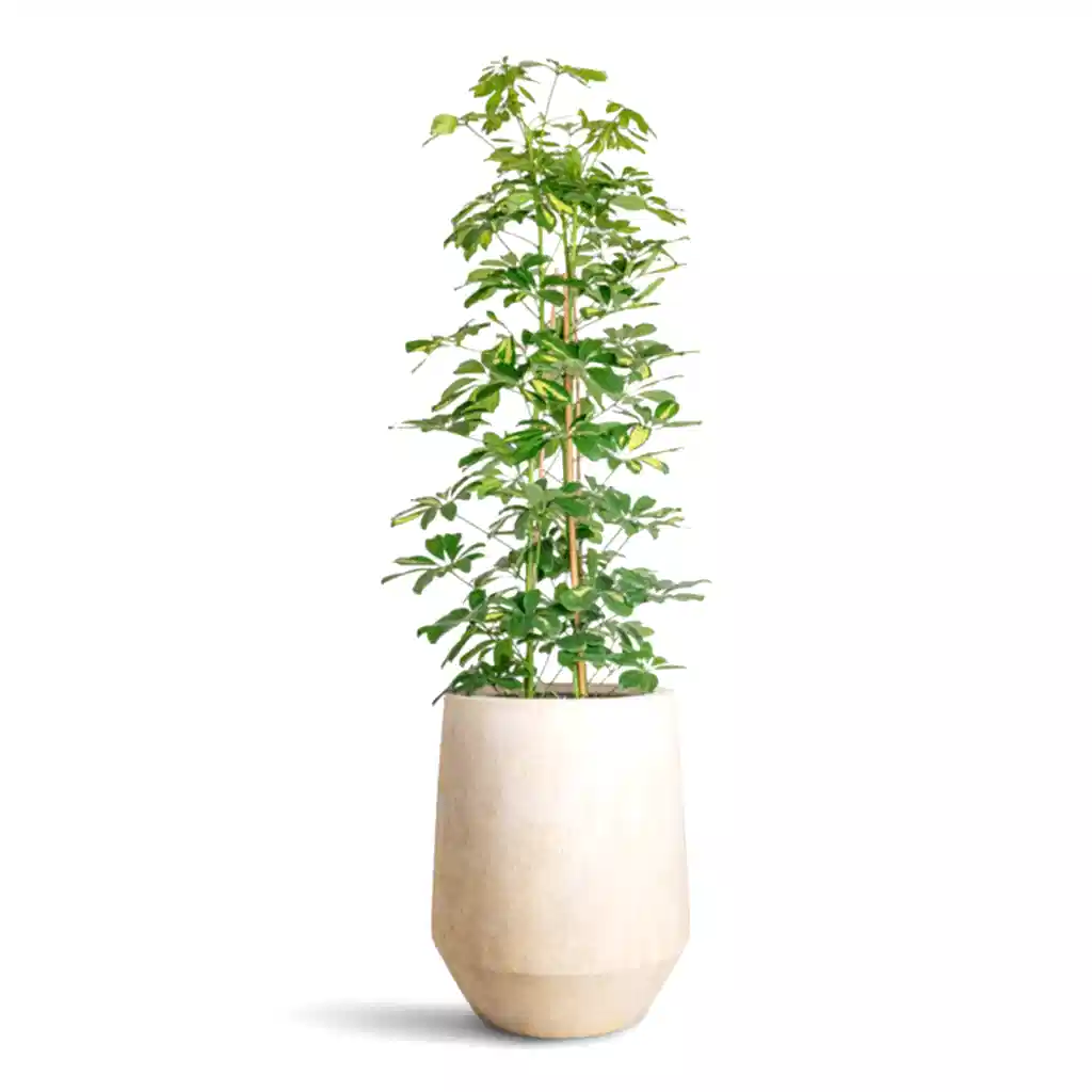 Schefflera Gold Capella - 27x120cm In Harith High Mineral Planter Travertine - 40x48cm