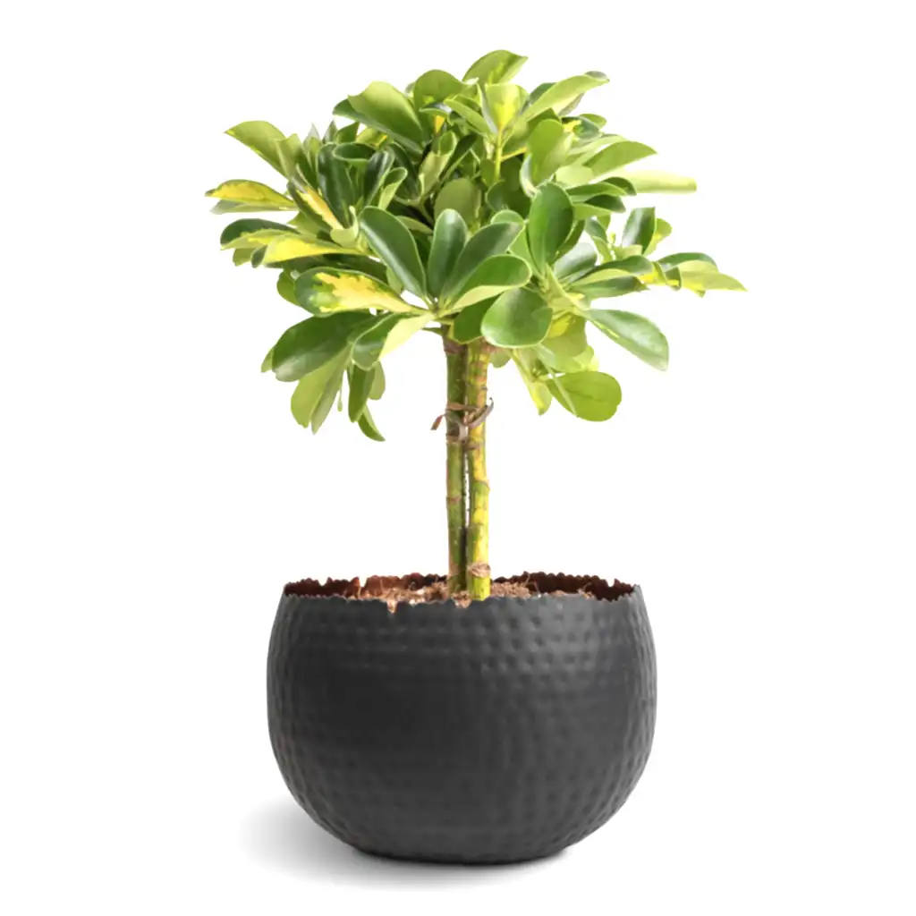 Schefflera Gold Capella - Stemmed Dwarf Umbrella Tree & Hammered Bowl - Black with Copper