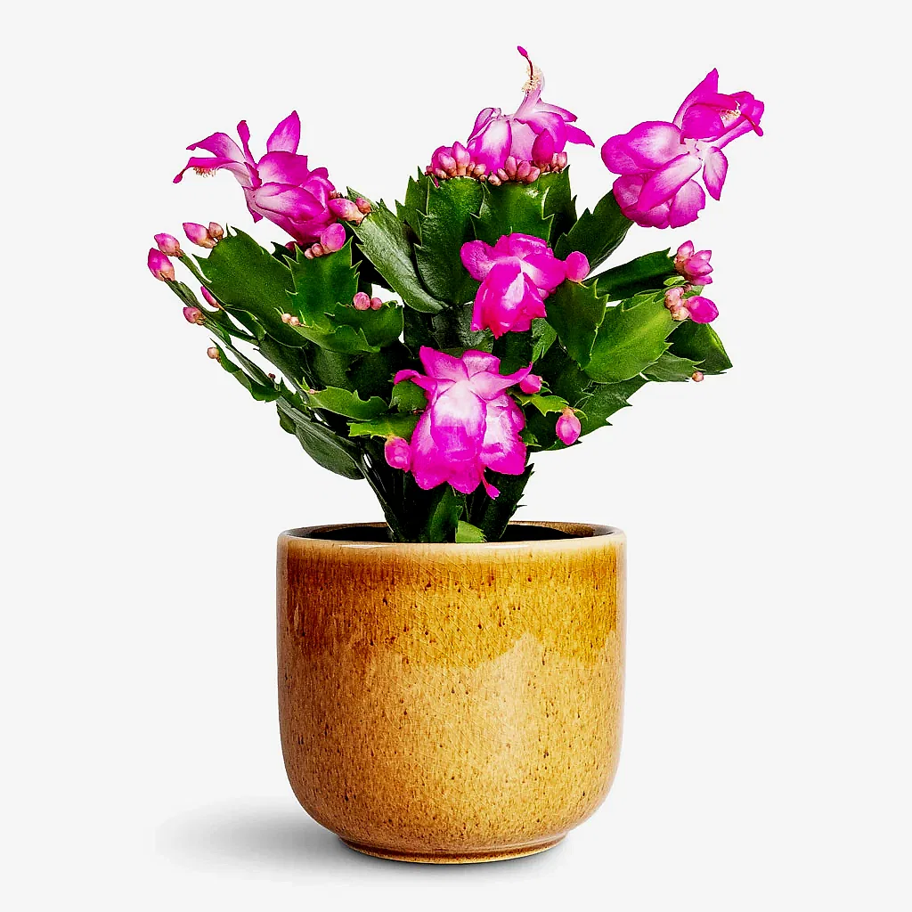 Schlumbergera Christmas Cactus Pink Purple - 12x25cm In Nine Plant Pot Caramel - 14x12cm