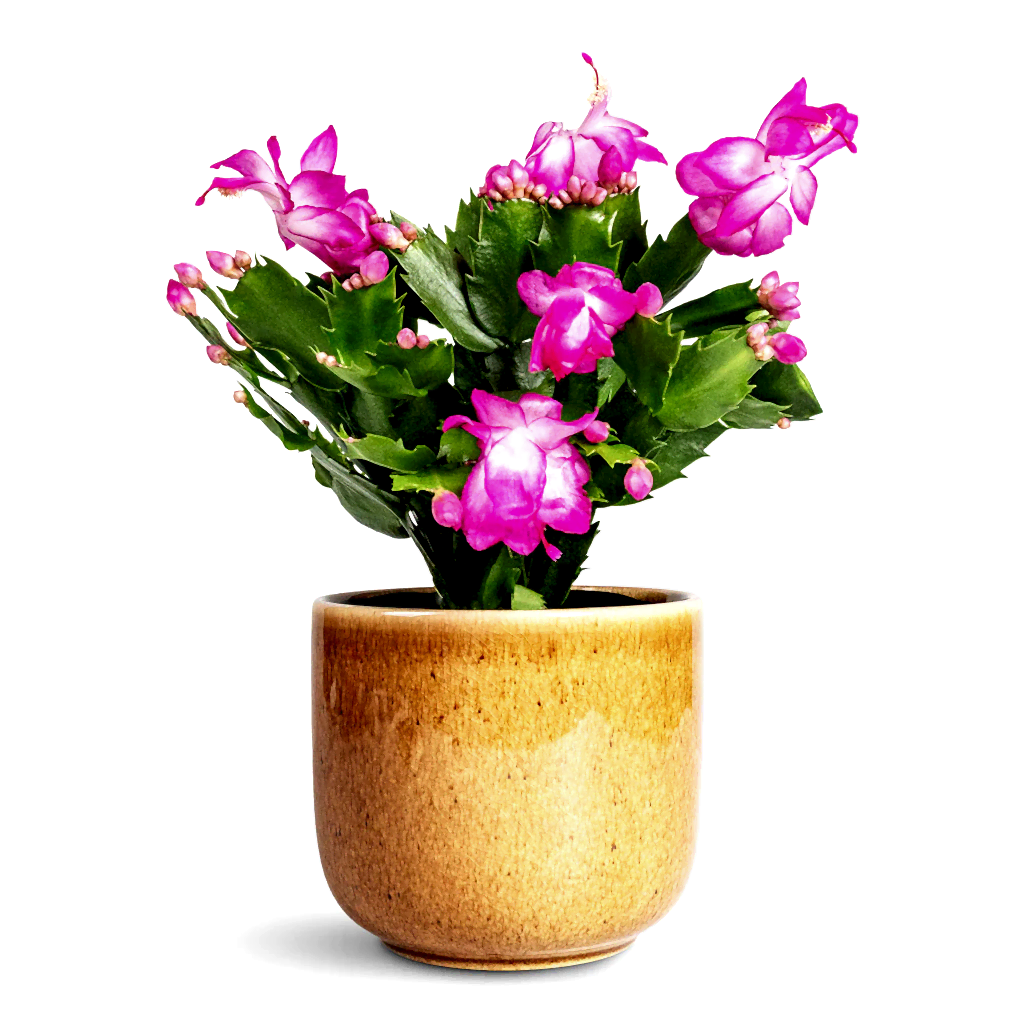 Schlumbergera Christmas Cactus Pink Purple - 12x25cm In Nine Plant Pot Caramel - 14x12cm