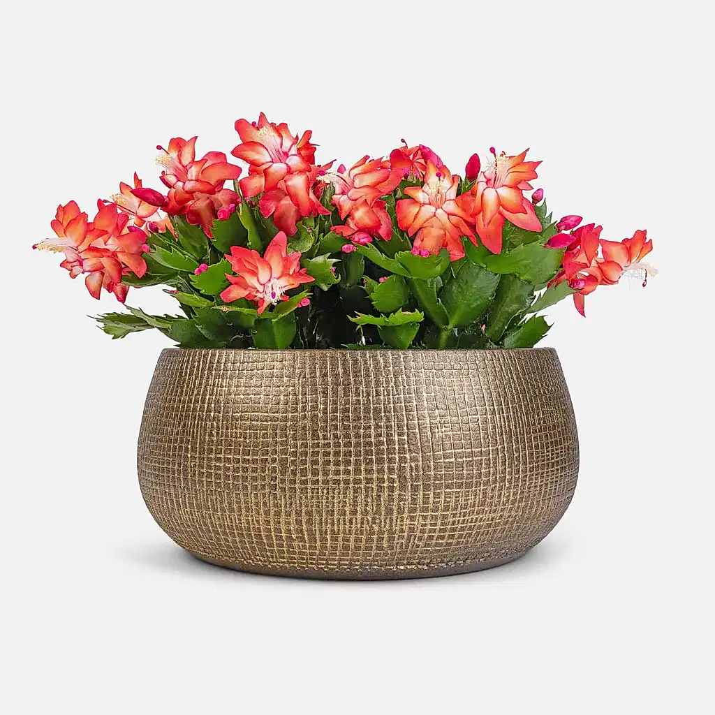 Schlumbergera - Christmas Cactus - Red & Ryan Plant Bowl - Shiny Gold