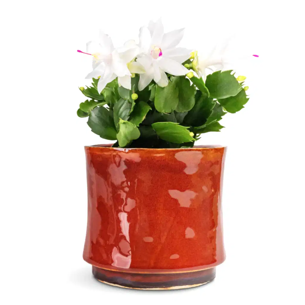 Schlumbergera Christmas Cactus White - 9x23cm In Nolan Plant Pot Red - 17x15cm