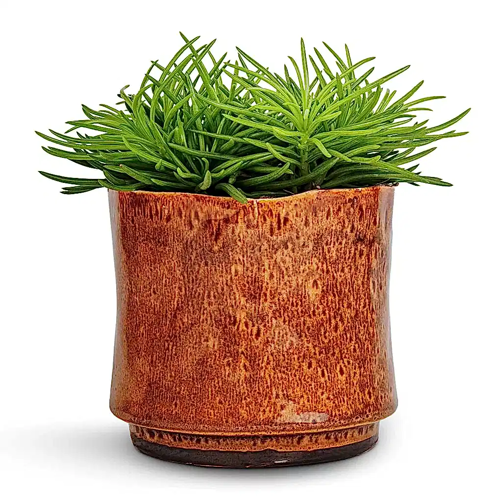 Senecio Himalaya - Himalaya Groundsel & Nolan Plant Pot - Caramel