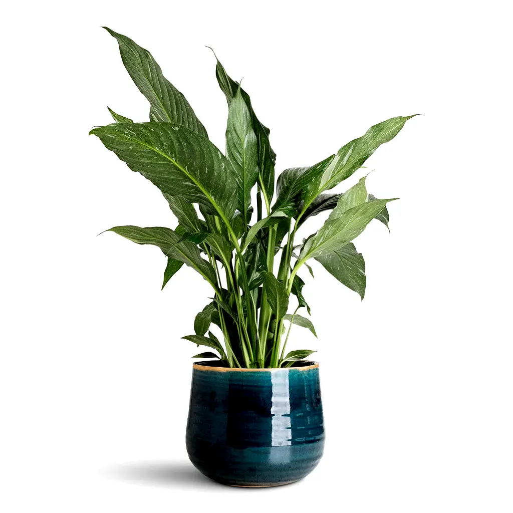 Spathiphyllum Diamond - 14x70cm In  Iris Pot Turquoise - 18x15cm