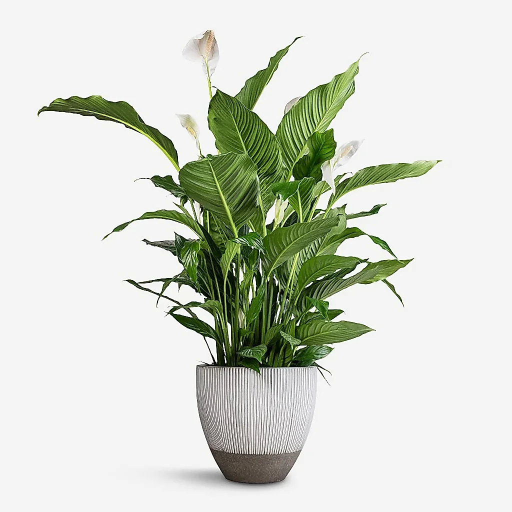 Spathiphyllum Sebastiano - Peace Lily & Jesslyn Plant Pot - Ridged White Stripe