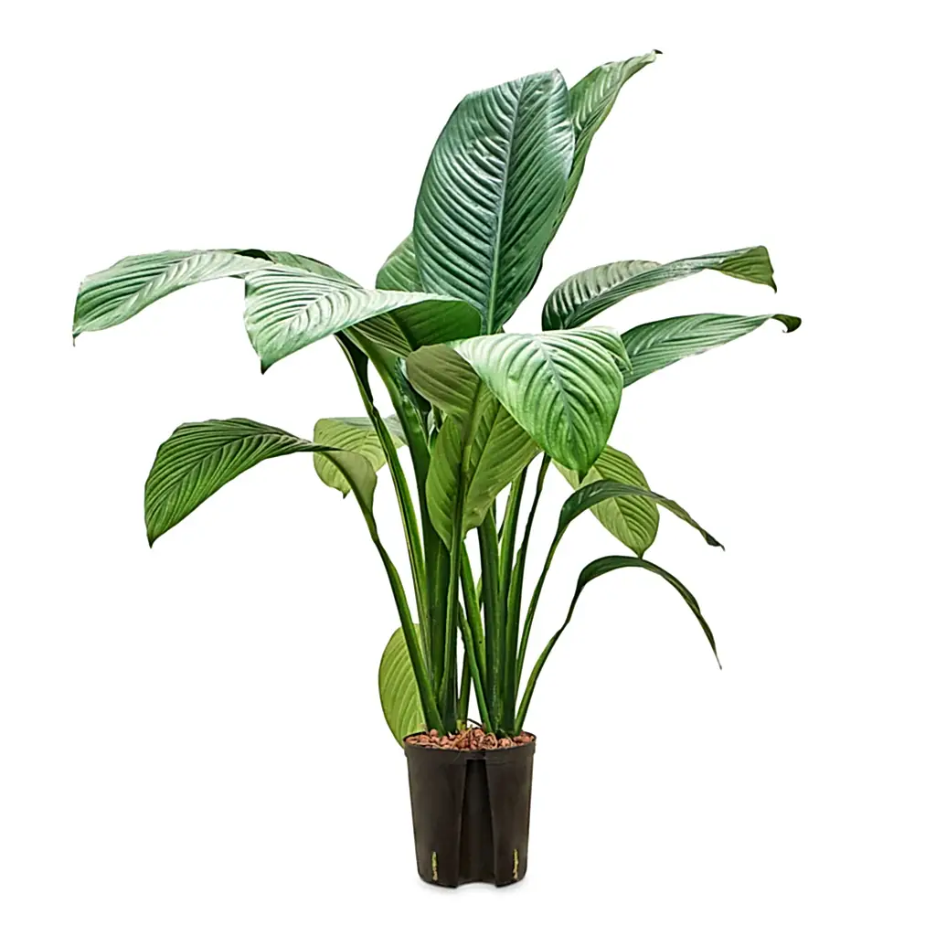 Spathiphyllum Sensation - Peace Lily - HydroCare - Small
