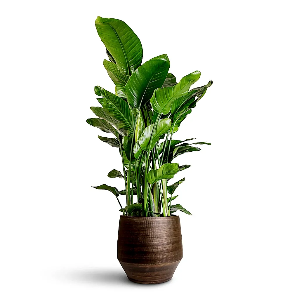 Strelitzia nicolai - 35x160cm In Norell Pot Chestnut - 42x38cm