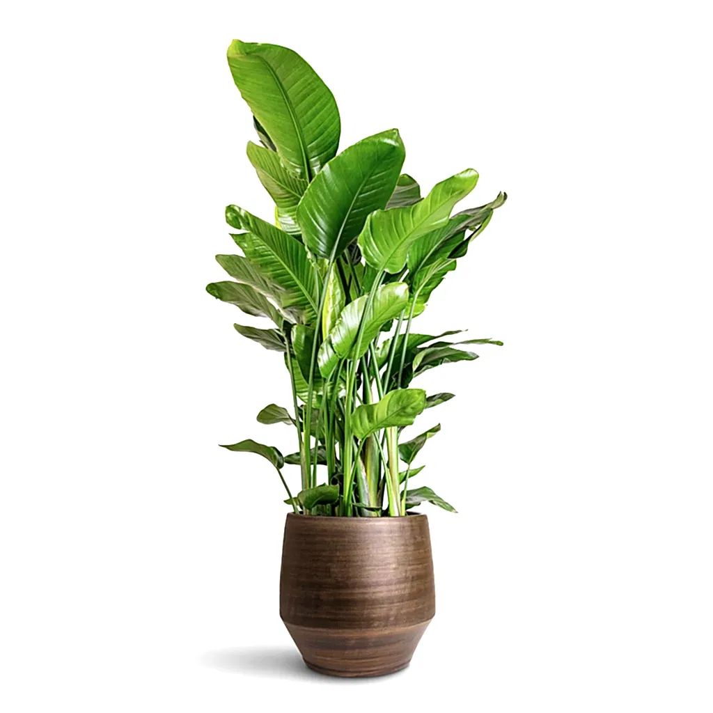 Strelitzia nicolai - 35x160cm In Norell Pot Chestnut - 42x38cm