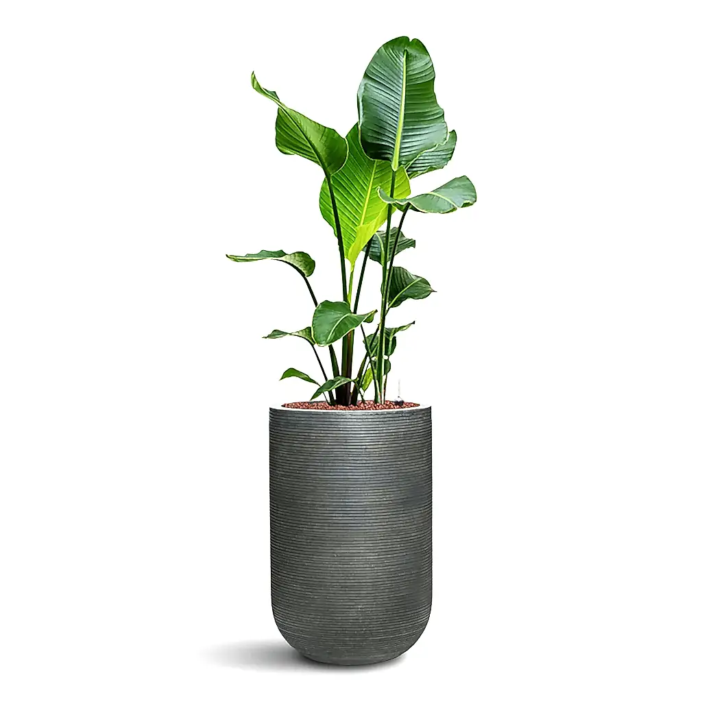 Strelitzia nicolai HydroCare in Cody Plant Vase - Ridged Dark Grey - 35 x 132cm