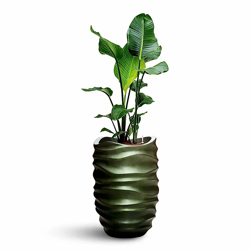 Strelitzia nicolai HydroCare in Gradient Lee Partner - Matt Forest - 40 x 135cm