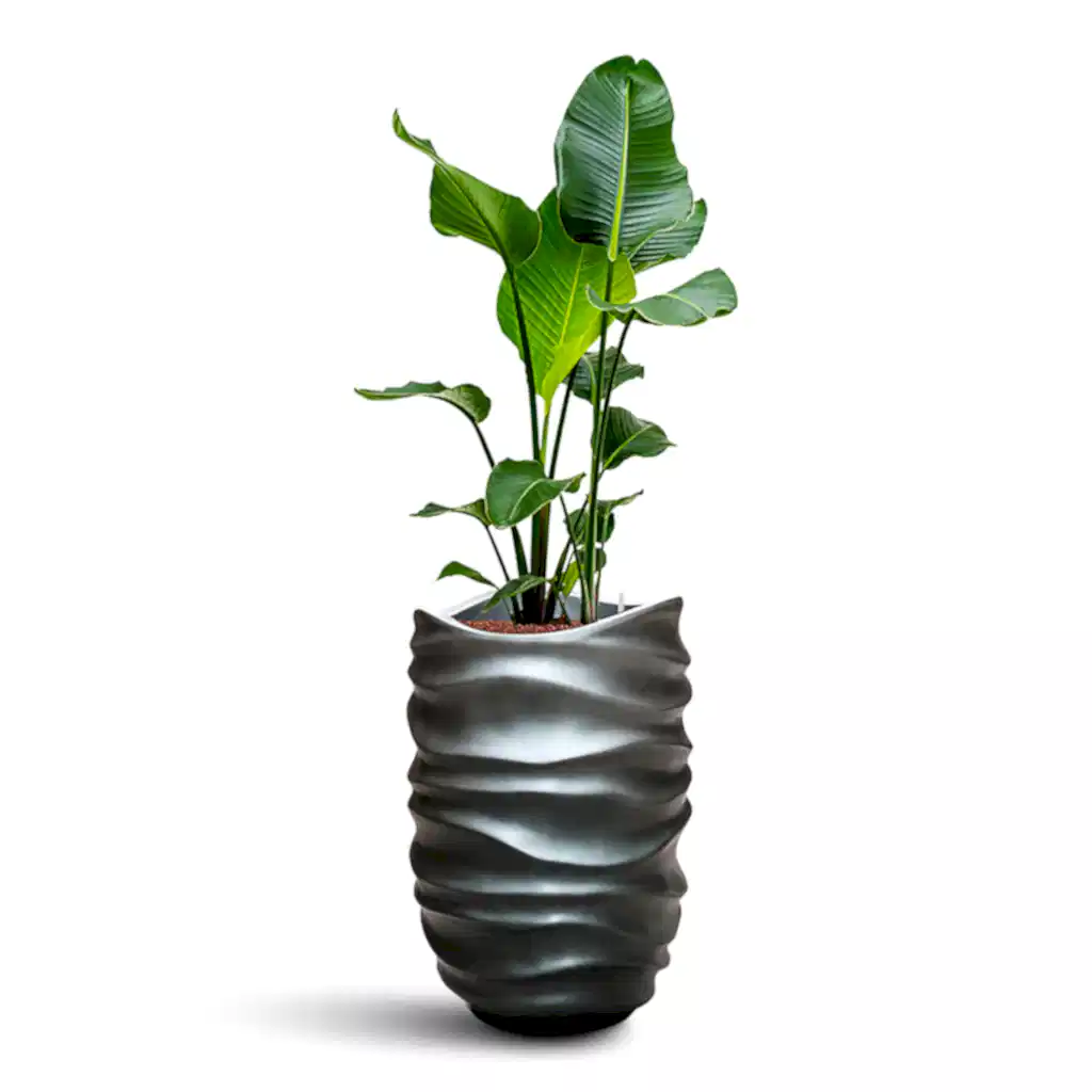 Strelitzia nicolai HydroCare in Gradient Lee Partner - Matt Grey - 40 x 134cm