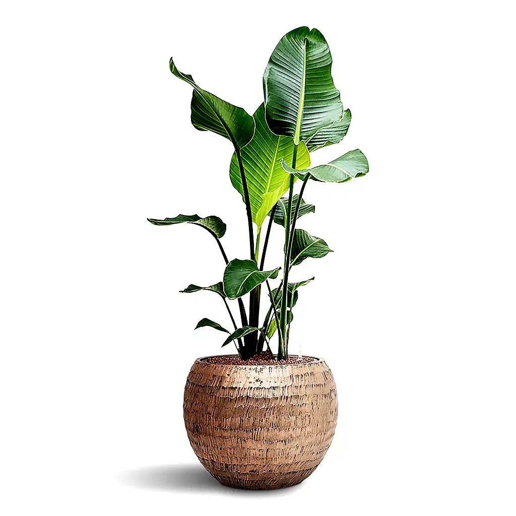 Strelitzia nicolai HydroCare in Opus Hammered Globe - Gold - 40 x 109cm
