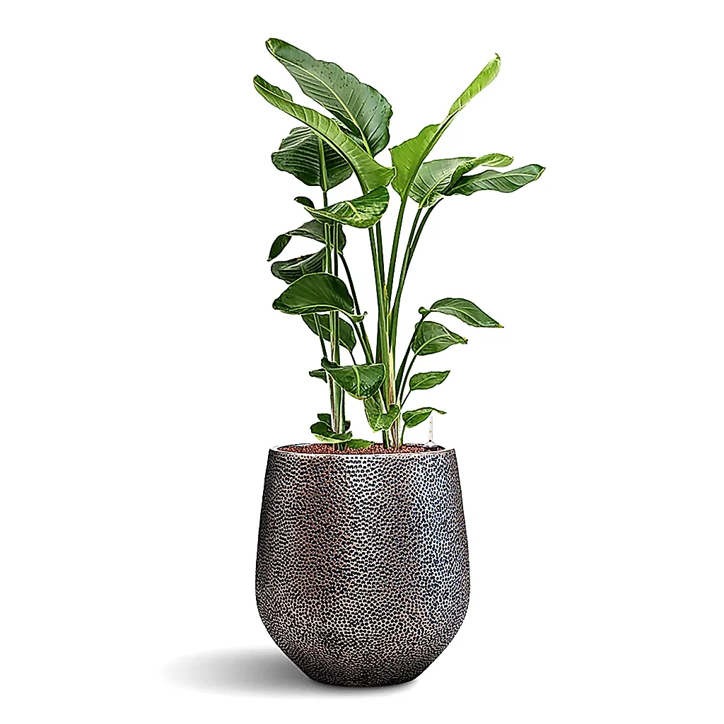 Strelitzia nicolai HydroCare in Opus Hit Darcy - Silver - 45 x 129cm