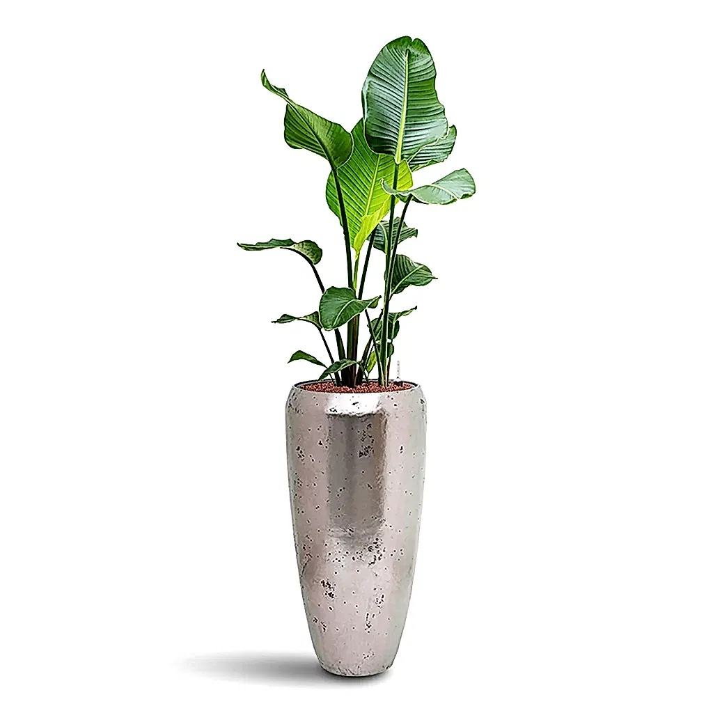 Strelitzia nicolai HydroCare in Opus Raw Partner - Silver - 31 x 142cm