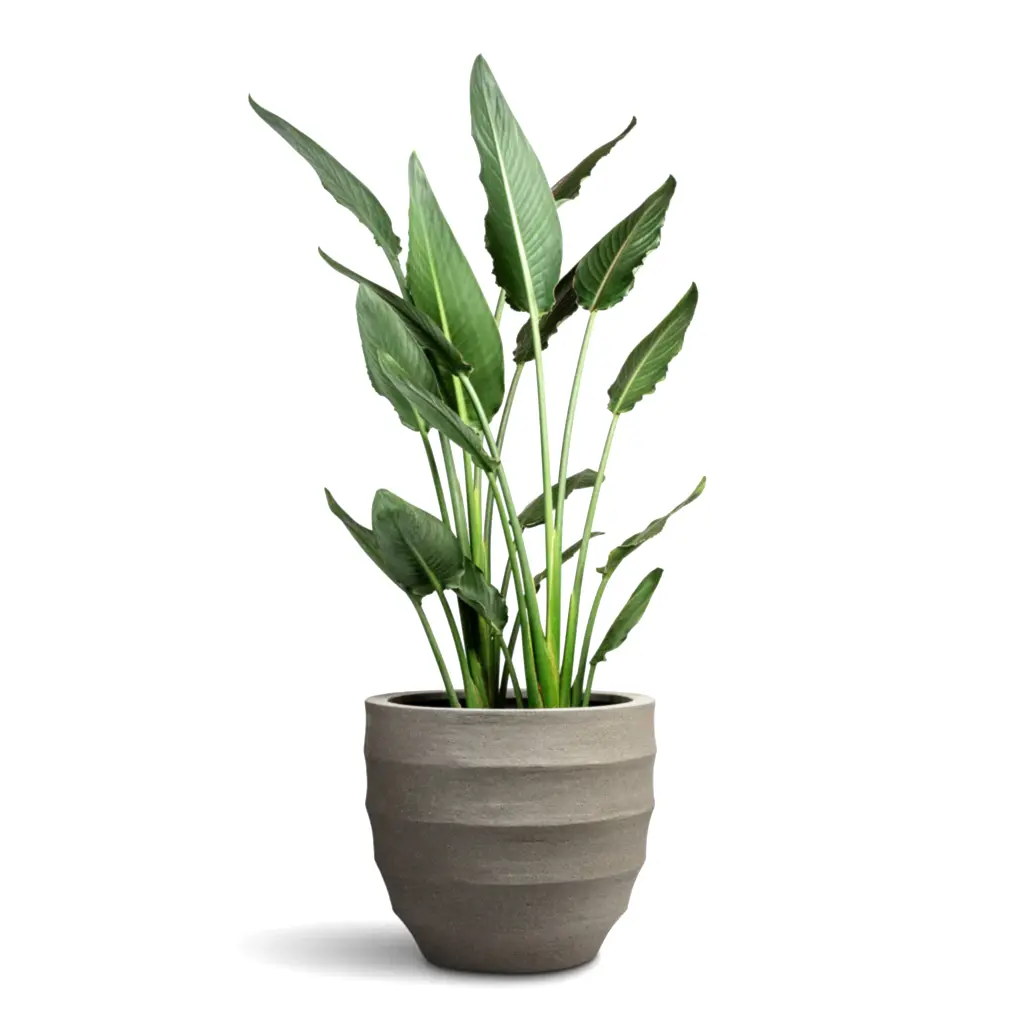 Strelitzia reginea Bird of Paradise - 28x100cm & Bordo New Egg Pot Planter Clay - 45x38cm