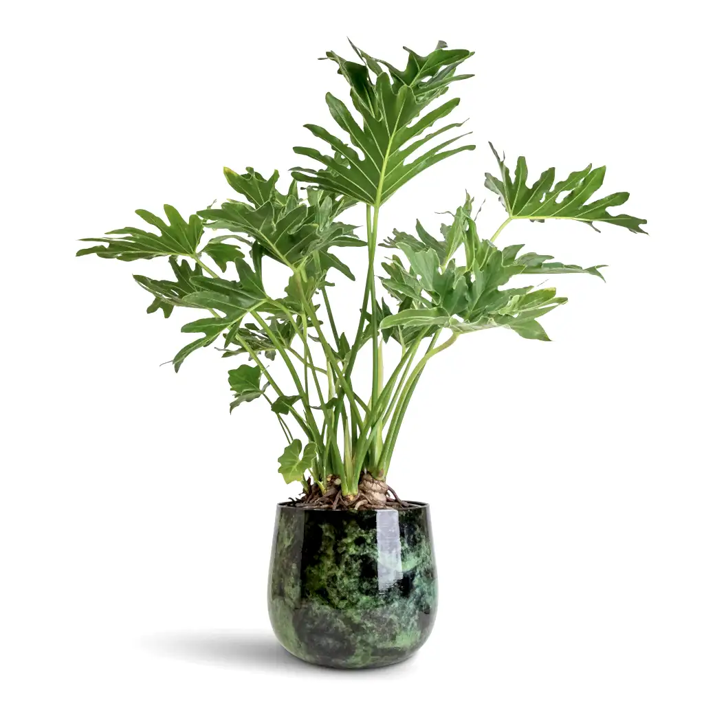 Thaumatophyllum bipinnatifidum Tree Philodendron - 24x90cm Emmie Metal Pot Mystic Green - 27x23cm