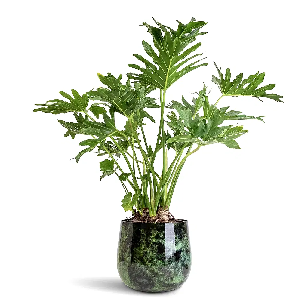 Thaumatophyllum bipinnatifidum Tree Philodendron - 24x90cm Emmie Metal Pot Mystic Green - 27x23cm