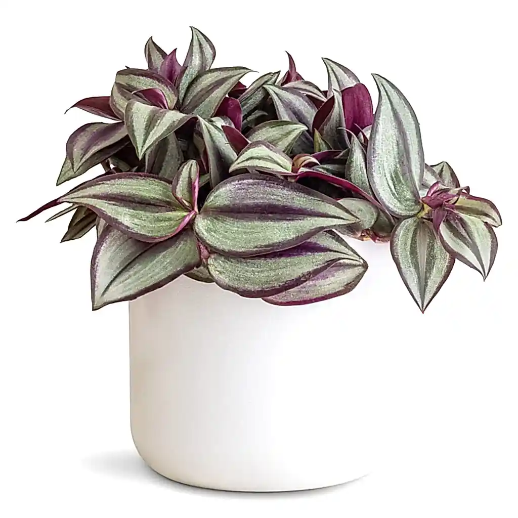 Tradescantia zebrina - 12x15cm In lisbon Pot White - 13x13cm
