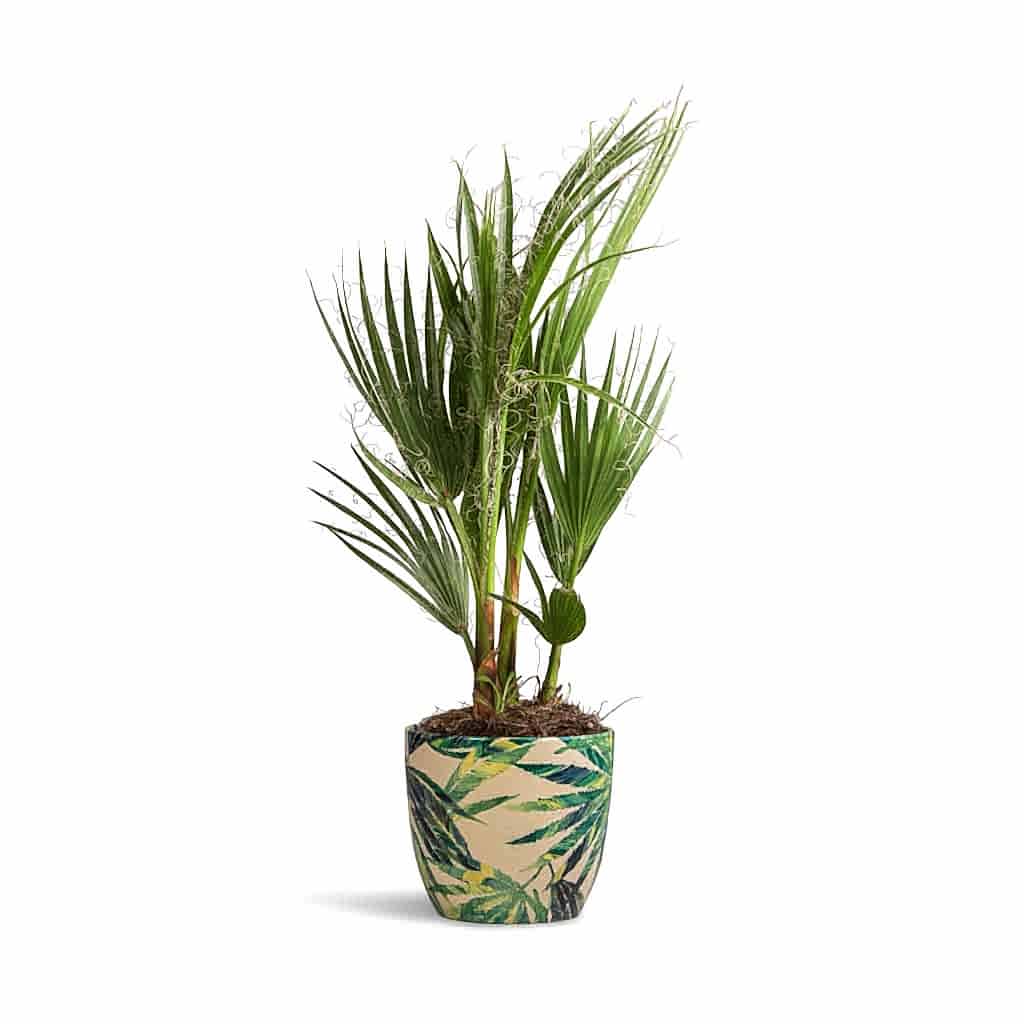 Washingtonia robusta - Mexican Fan Palm & Monza Plant Pot - Botanical Fern