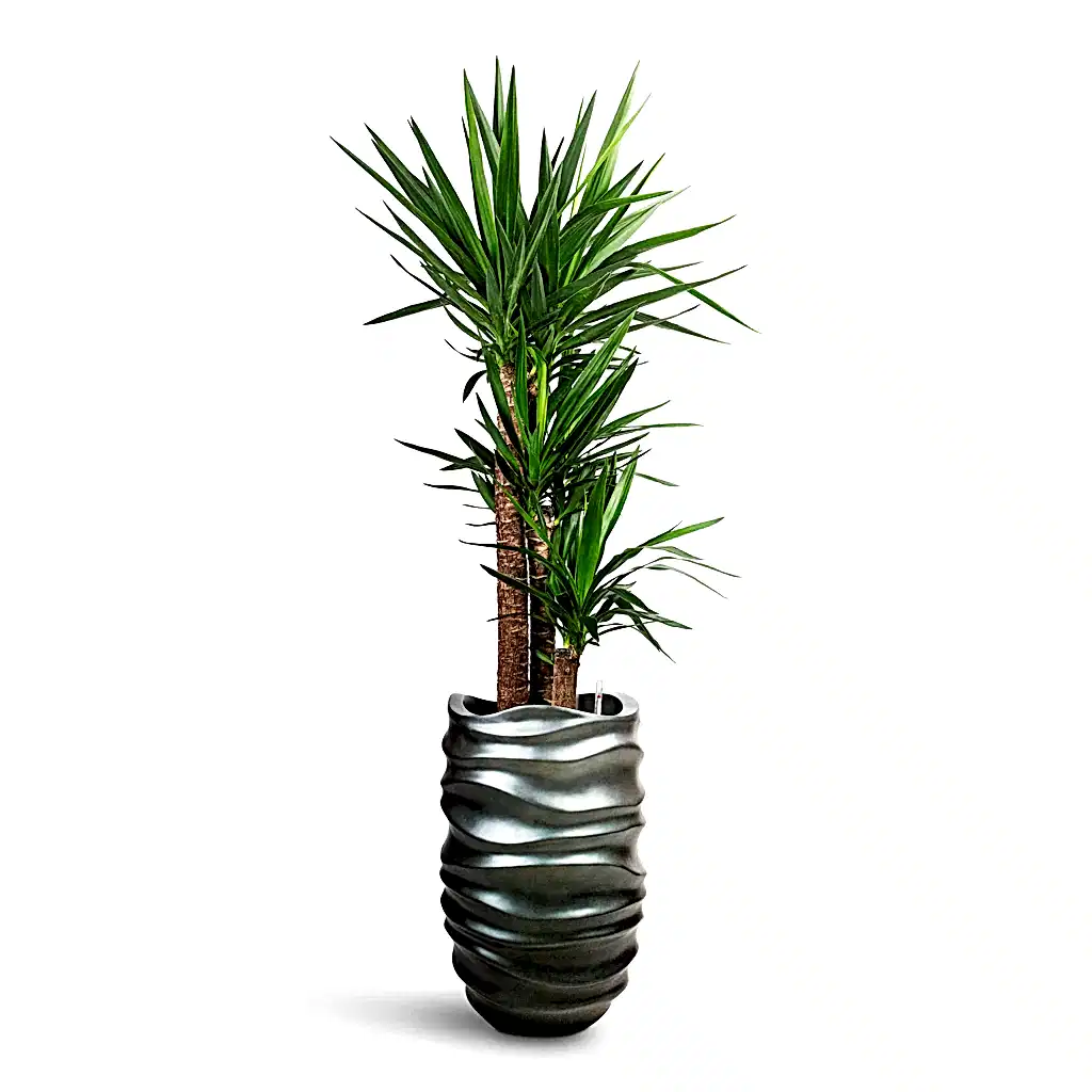 Yucca elephantipes Hydro Care in Gradient Lee Partner Matt Grey - 40x160-190cm