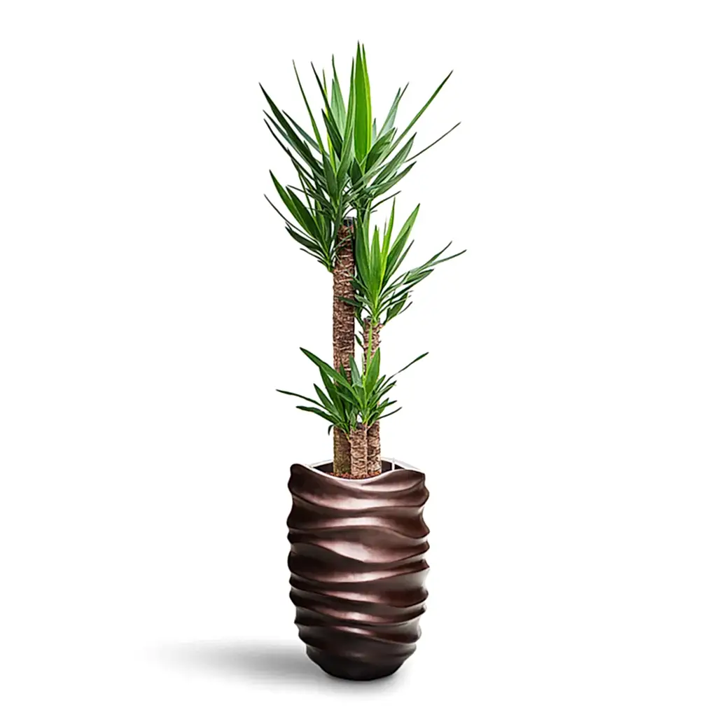 Yucca elephantipes HydroCare in Gradient Lee Partner - Matt Coffee - 40 x 175cm