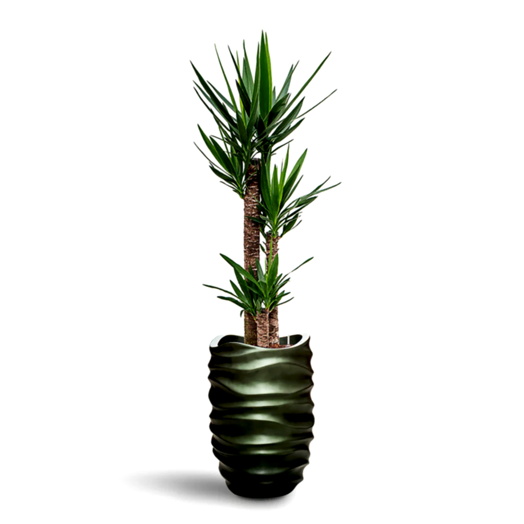 Yucca elephantipes HydroCare in Gradient Lee Partner - Matt Forest - 40 x 176cm