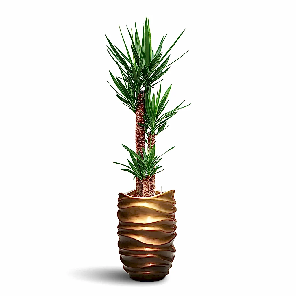 Yucca elephantipes HydroCare in Gradient Lee Partner - Matt Honey - 40 x 175cm