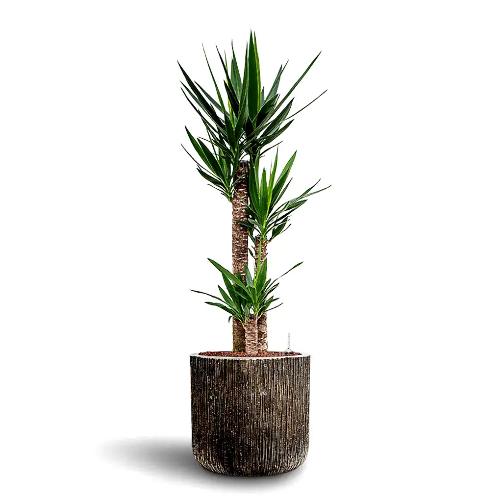 Yucca elephantipes HydroCare in Luxe Lite Waterfall Cylinder - Bronze - 40 x 136cm