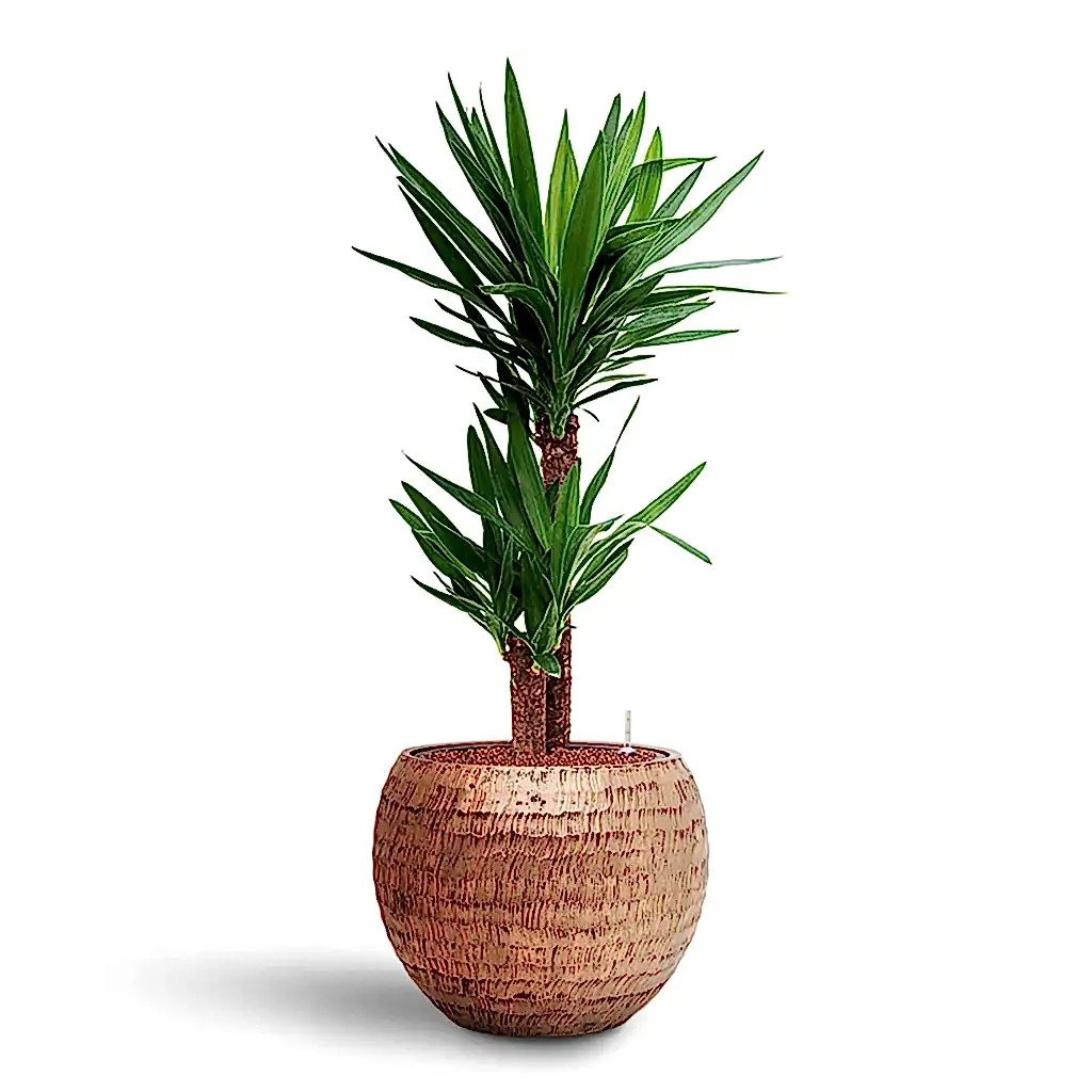 Yucca elephantipes HydroCare in Opus Hammered Globe - Gold - 40 x 106cm