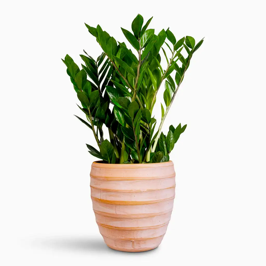 Zamioculcas zamiifolia - 17x65cm In Beatrice Pot Terracotta - 24x24cm