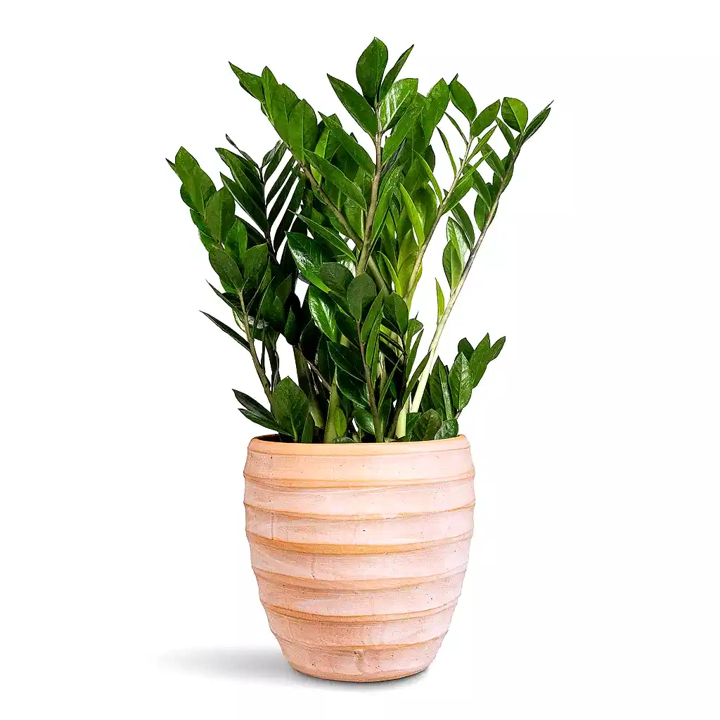 Zamioculcas zamiifolia - 17x65cm In Beatrice Pot Terracotta - 24x24cm