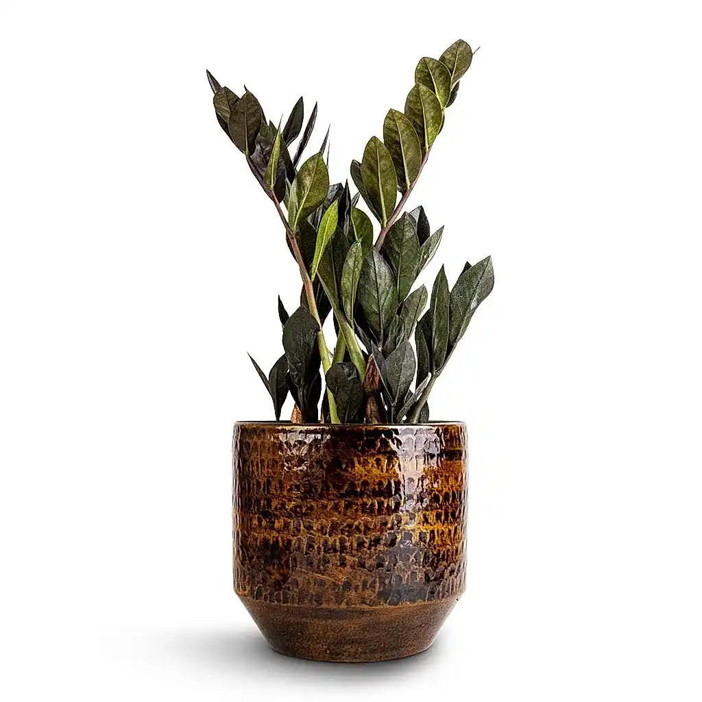 Zamioculcas zamiifolia - Raven ZZ Plant