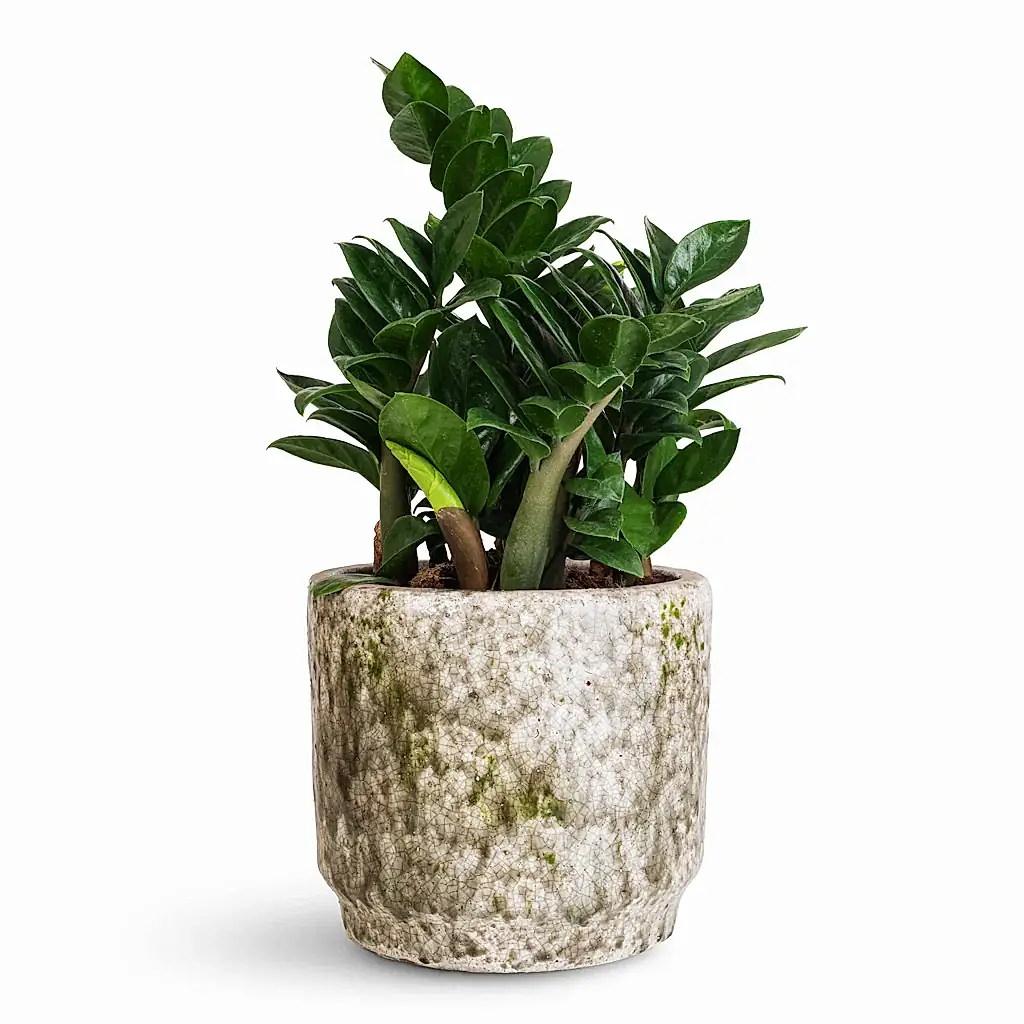 Zamioculcas zamiifolia Zenzi - 14x45cm In Julian Pot Moss - 18x15cm