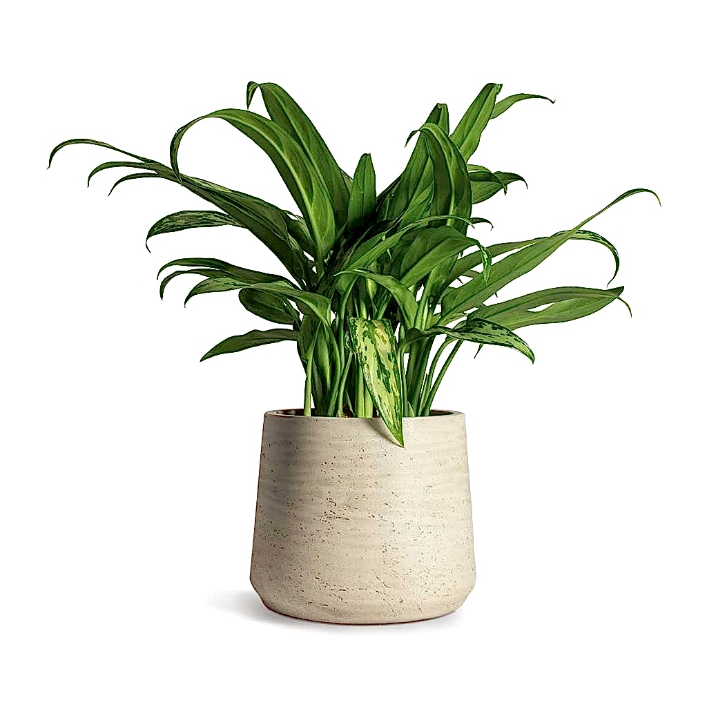 Aglaonema Cutlass Chinese Evergreen Houseplant & Patt Plant Pot Grey Washed