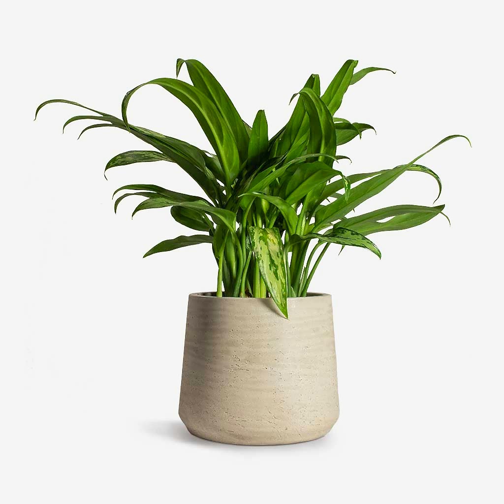 Aglaonema Cutlass Chinese Evergreen Houseplant &amp; Patt Plant Pot Grey Washed