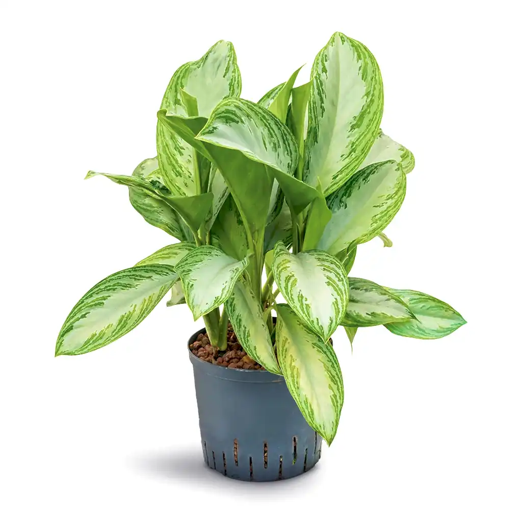 Aglaonema Silver Bay - Chinese Evergreen - Hydroculture - 22/19 x 50cm