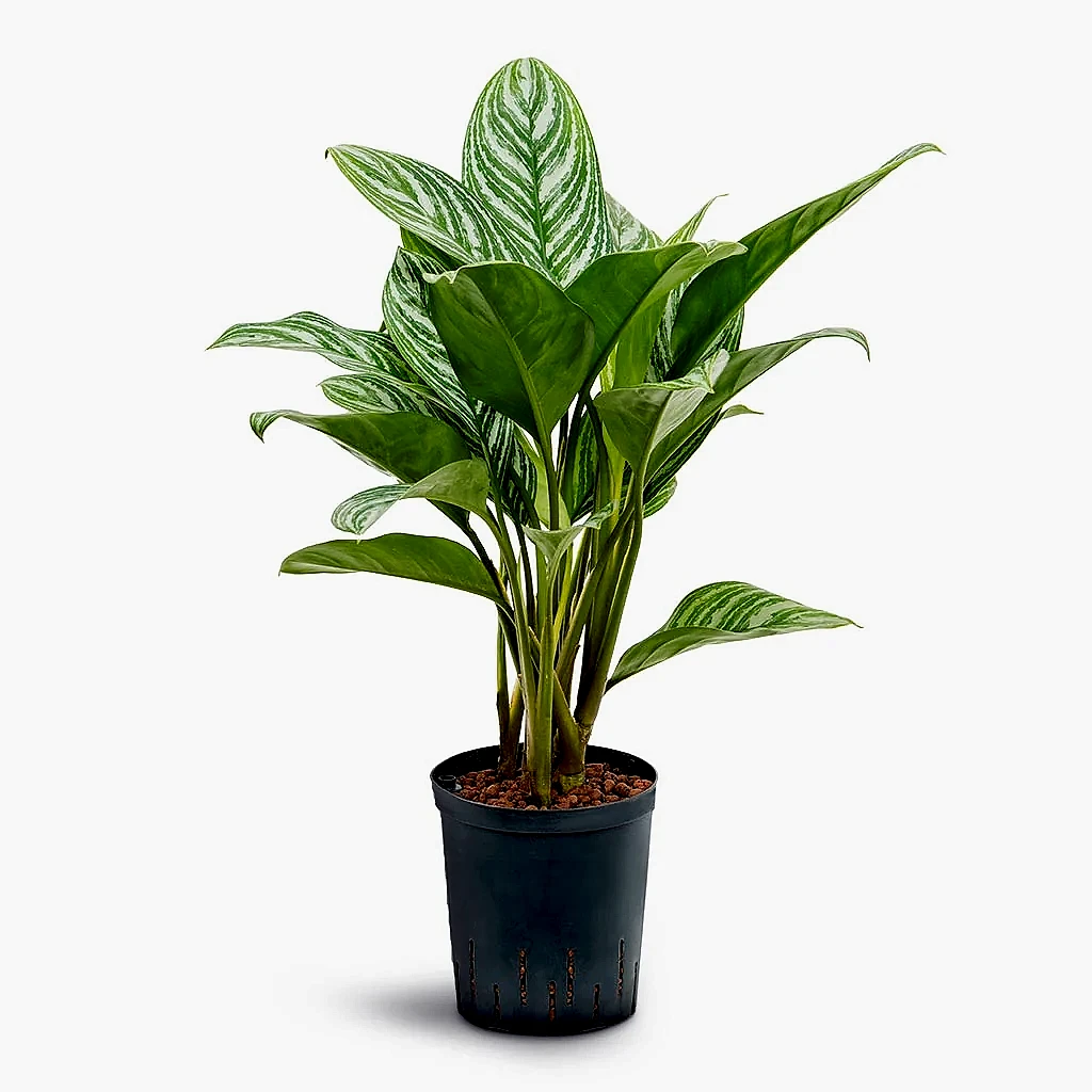 Aglaonema Stripes - Chinese Evergreen - Hydroculture - 18/19 x 60cm
