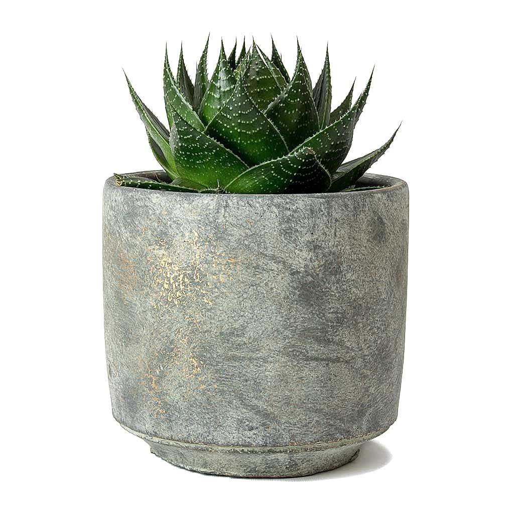 Aloe aristata Cosmo & Saar Earth Plant Pot