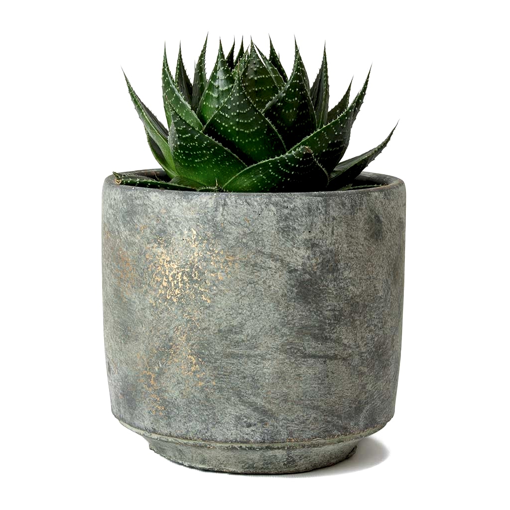 Aloe aristata Cosmo &amp; Saar Earth Plant Pot