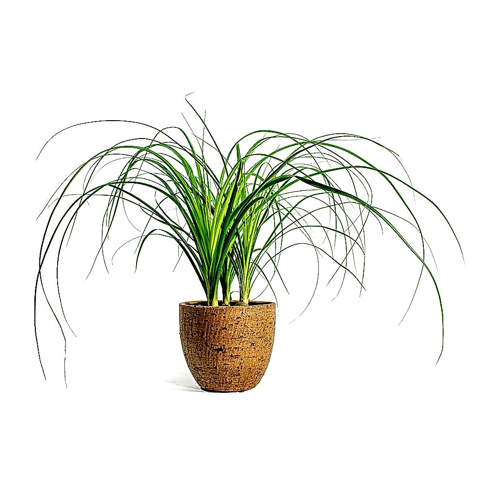 Beaucarnea Pony Tail Palm Head &amp; Karlijn Camel Plant Pot
