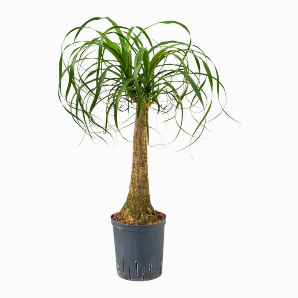 Beaucarnea Pony Tail Palm Single Stem Hydroculture Indoor Plant Large